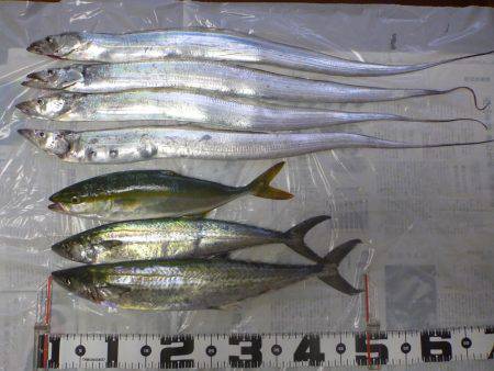 岸和田一文字 タチウオ・青物リベンジ