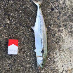 ショアジギング