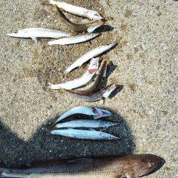 2017年10月9日釣行in鷹島