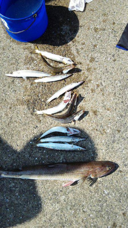 2017年10月9日釣行in鷹島