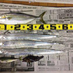 初ハマチを求めて