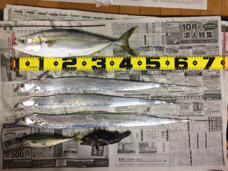 初ハマチを求めて