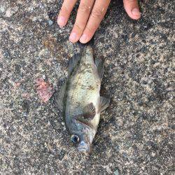 ファミリーフィッシング