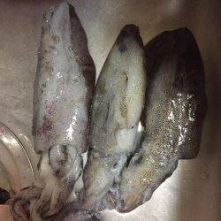 5目釣り@日本海