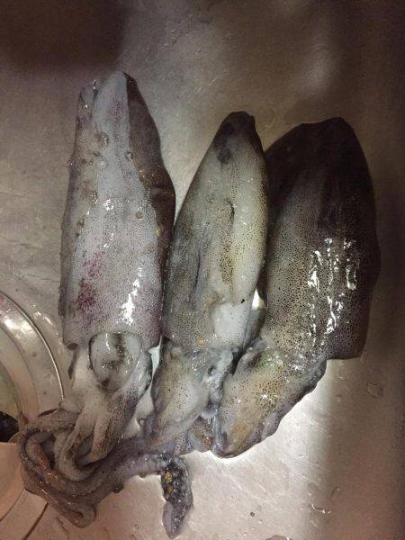 5目釣り@日本海