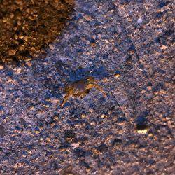 連チャンポーズからの中アジ♫