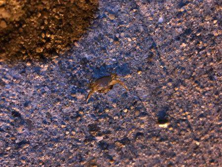 連チャンポーズからの中アジ♫