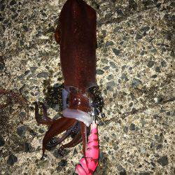 今年釣りデビュー