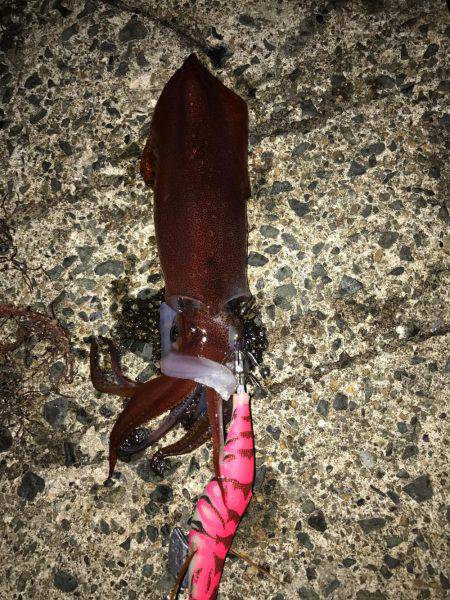 今年釣りデビュー