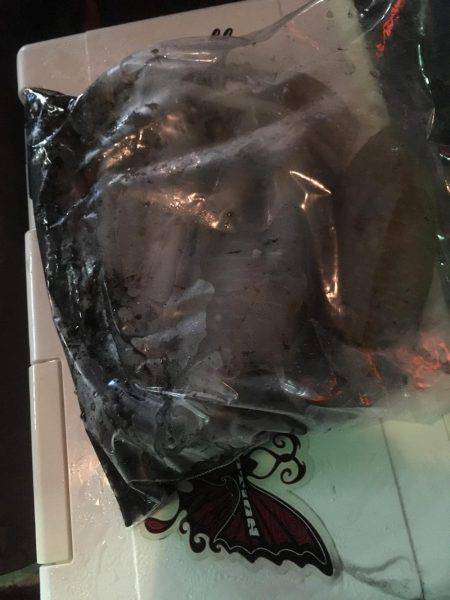 ややいいサイズ