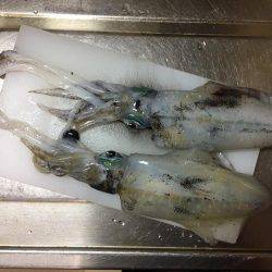 大里松原海岸 アオリイカ 2杯卍