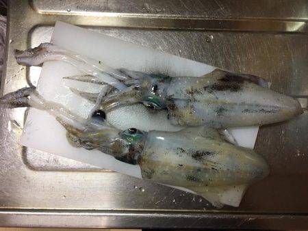 大里松原海岸 アオリイカ 2杯卍