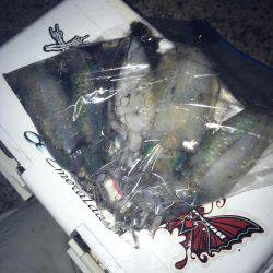 癒されに行ったはずが!