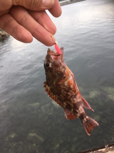 アジ狙いだったのに