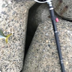 シーバス不発(T . T)