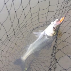 朝明川 ウェーディング