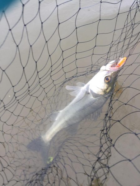 朝明川 ウェーディング