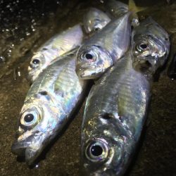 土砂降りでしたが楽しめました。