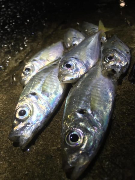 土砂降りでしたが楽しめました。