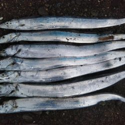 阿南市でハマチ、シーバス、タチウオ好調