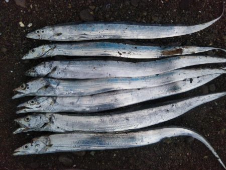 阿南市でハマチ、シーバス、タチウオ好調