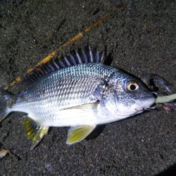 阿南市でツバス、シーバス、タチウオ好調