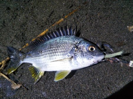 阿南市でツバス、シーバス、タチウオ好調