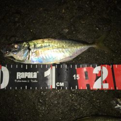 舞洲アジング絶好調