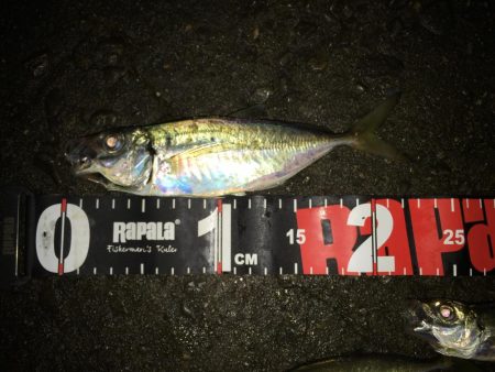 舞洲アジング絶好調