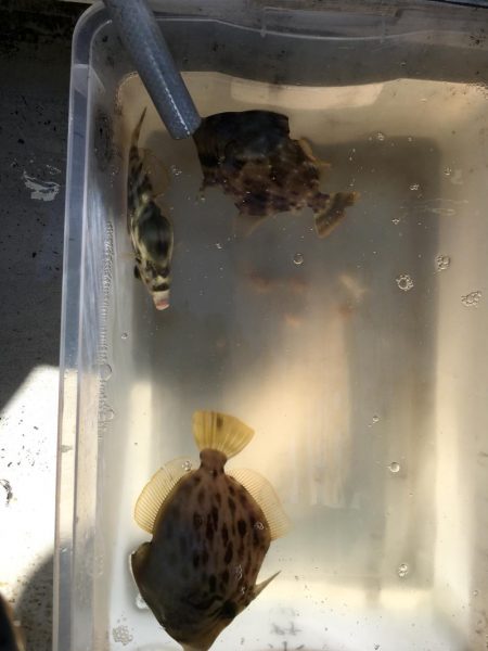 カワハギ船釣り