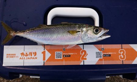 新規開拓でタチウオ絶好調！