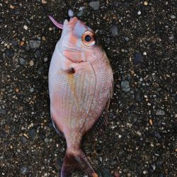 漁港ワームを使いました。