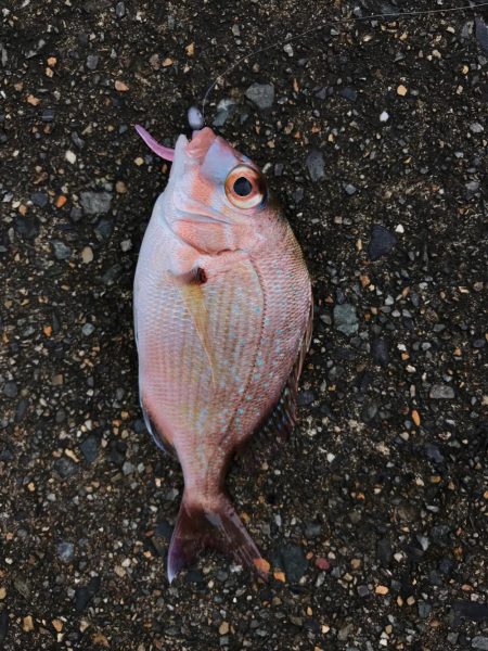 漁港ワームを使いました。