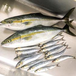 ハマチ祭り⁉︎