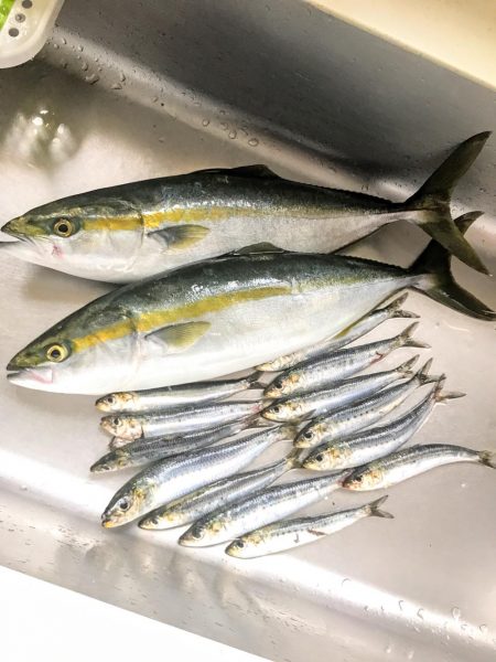 ハマチ祭り⁉︎