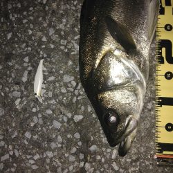 シーバス65センチ