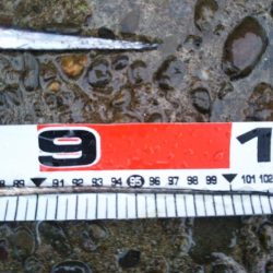 阿南市の辰巳でドラゴン