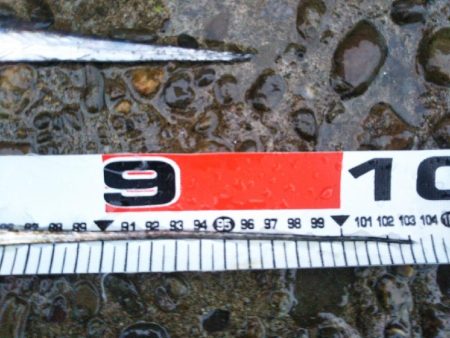 阿南市の辰巳でドラゴン