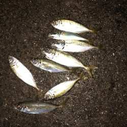 タチウオ狙いで行くも…