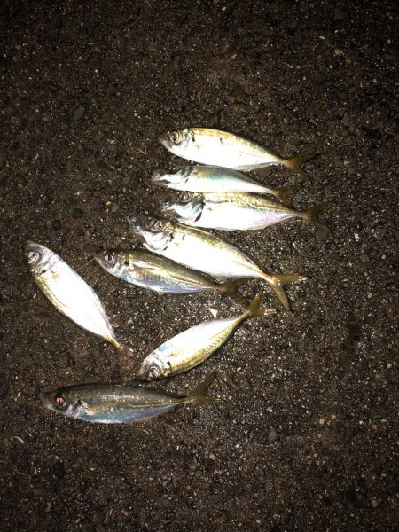 タチウオ狙いで行くも…