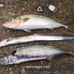 タチサゴハマチ！久しぶりの三種コンプ