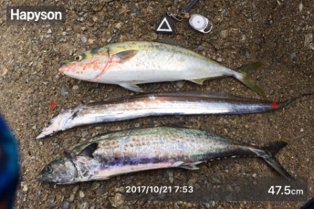 タチサゴハマチ！久しぶりの三種コンプ