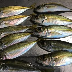 雨か降る前にエギング、アジング