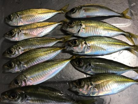 雨か降る前にエギング、アジング