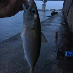 シーバスのはずが(^^;