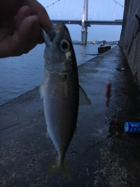 シーバスのはずが(^^;