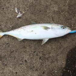 高砂エリア☆台風後調査〜