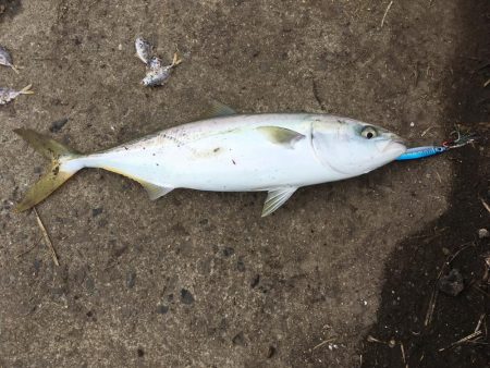 高砂エリア☆台風後調査〜