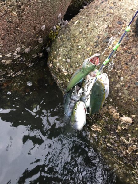 朝まづめショアジギング