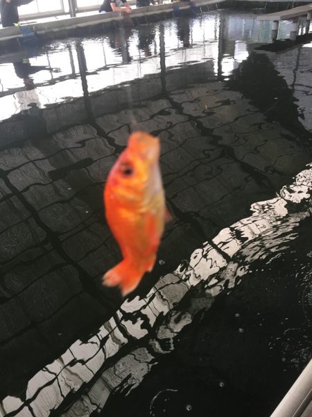 金魚釣り